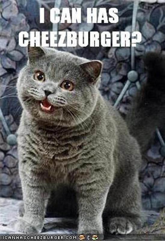 Funny Grey Cat Memes Vlr Eng Br
