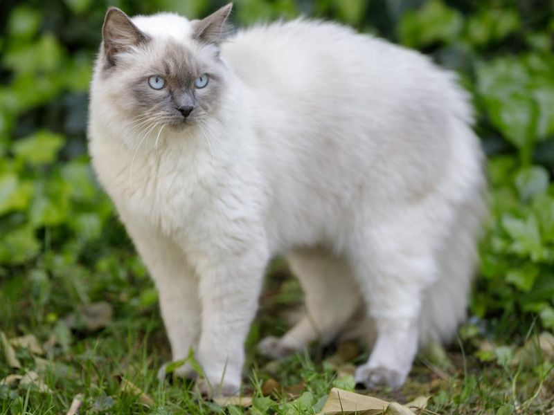 1-Year-Old Male Ragdoll Cat with Arched Back