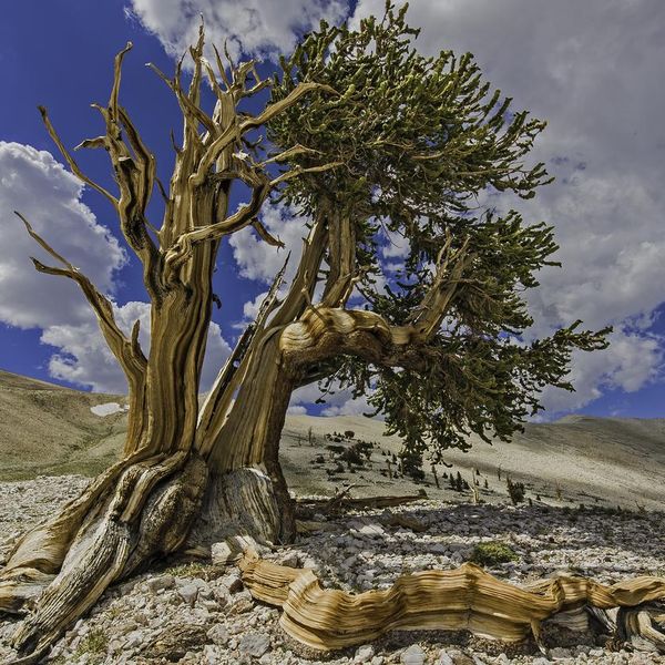 The World’s Oldest Trees Are Truly a Sight to Behold