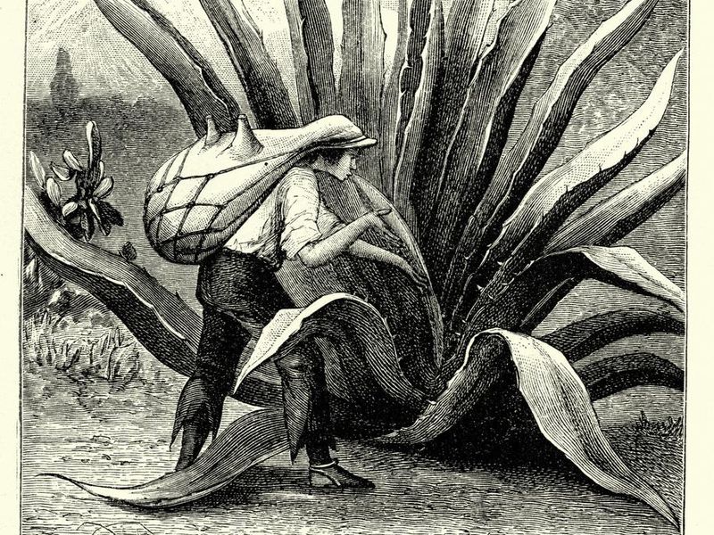 19th-century engraving of a man harvesting agave juice for the production of Tequila in Mexico