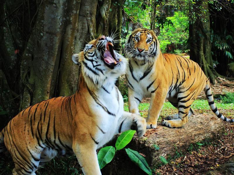 2 Indian tigers