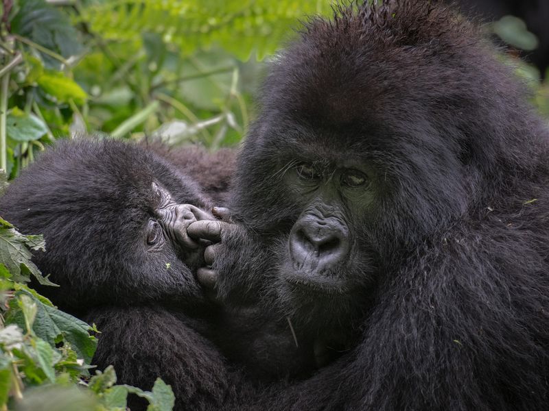 2018 Africa Rwanda gorilla