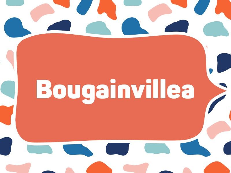 2019: Bougainvillea (Tie)