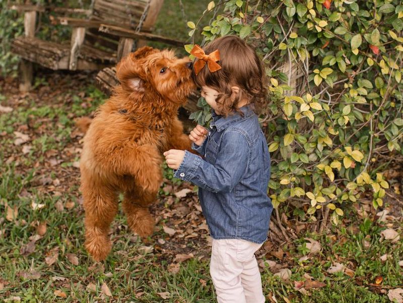 22-Month-Old Toddler Girl Playing Joyfully with a 5-Month-Old Camel-Colored Golden Doodle Puppy