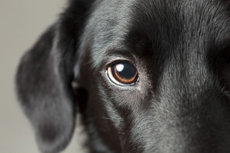 25 Common Dog Myths That Just Aren’t True