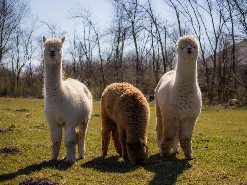 3 alpacas - 2 white and 1 brown