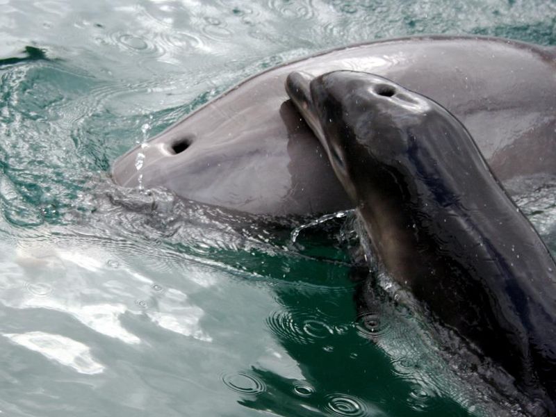 A baby atlantic bottlenose dolphin rubs on his mother