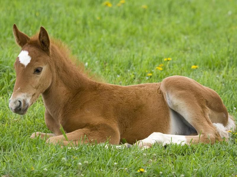 A baby horse laying down in green grass