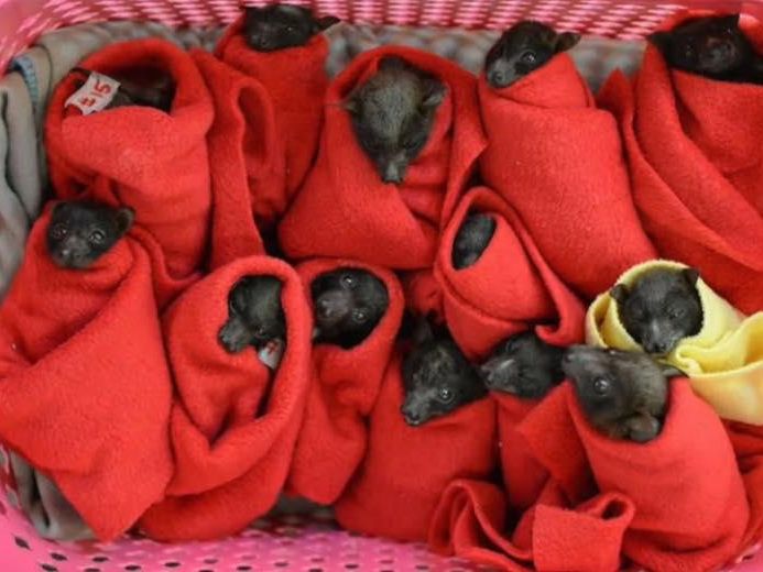 A basket of baby bats