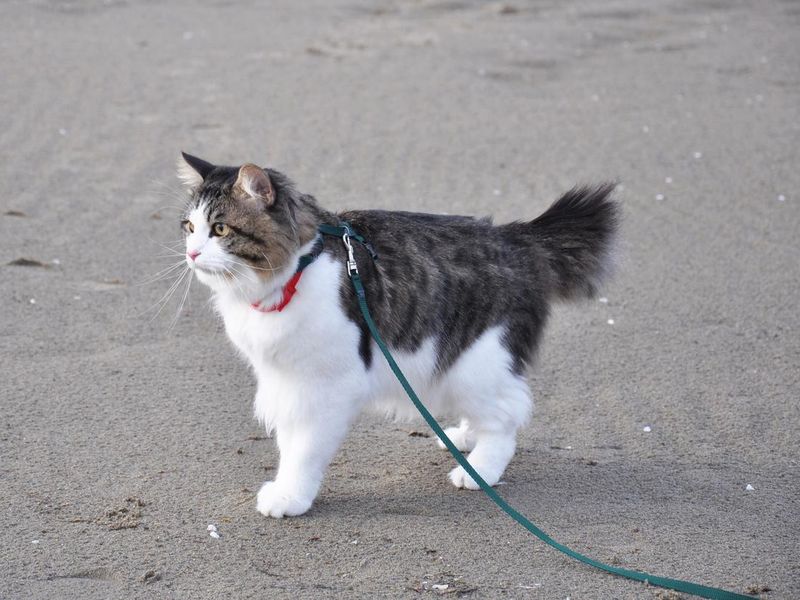A beautiful Kurilian Bobtail cat walks in the spring on a leash