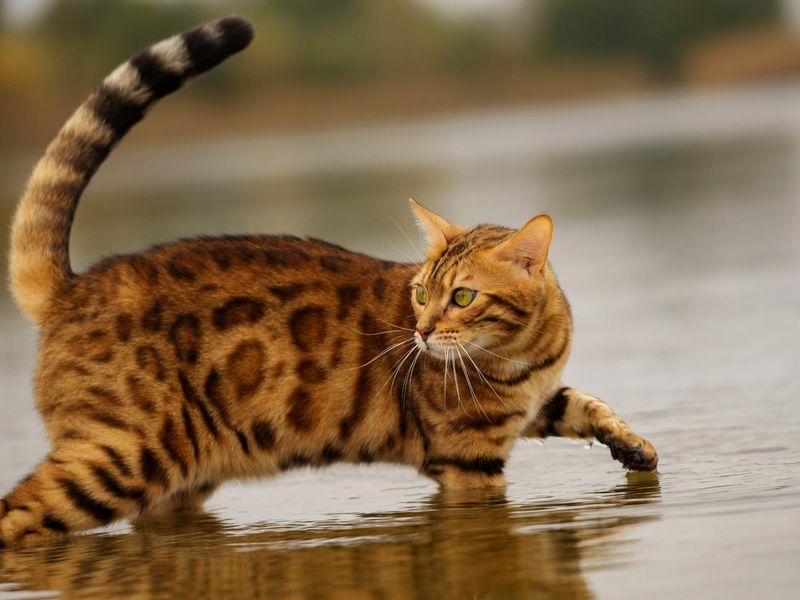 A bengal cat bathes on a river in cold water.