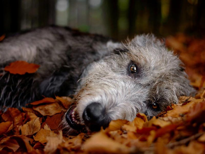 A big gray Irish Wolfhound lying in a falling foliage