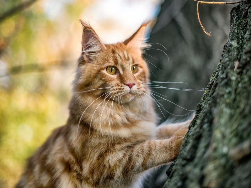 A big maine coon kitten sitting on a tree