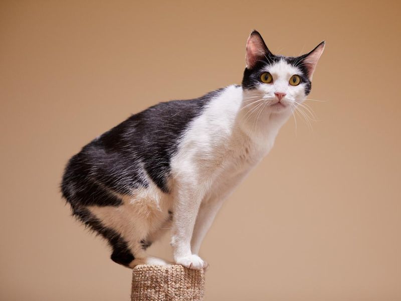 A black and white manx cat on the top of a scratching post