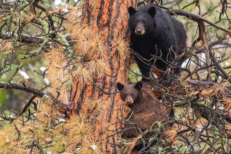 A Black Bear mother with her cub
