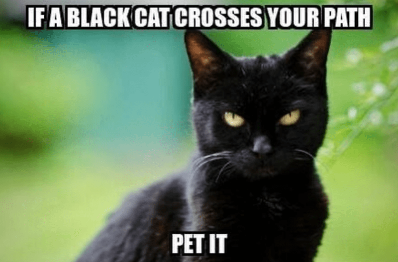 A black cat asking to be pet