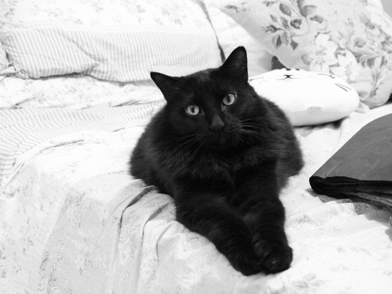 A black cat sitted in a bed