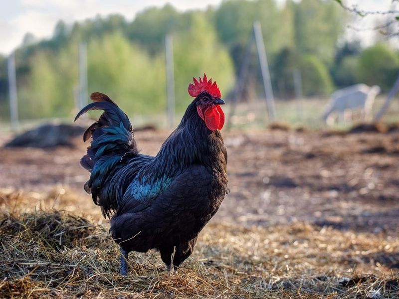 A black cock Australorp