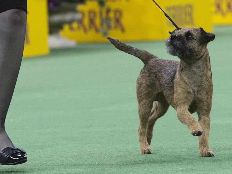A border terrier is shown in the ring during the terrier group competition at the 140th Westminster Kennel Club dog show, Tuesday, Feb. 16, 2016, at Madison Square Garden in New York.