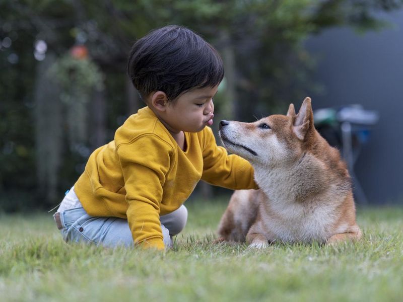 A boy is kissing a Shiba inu dog