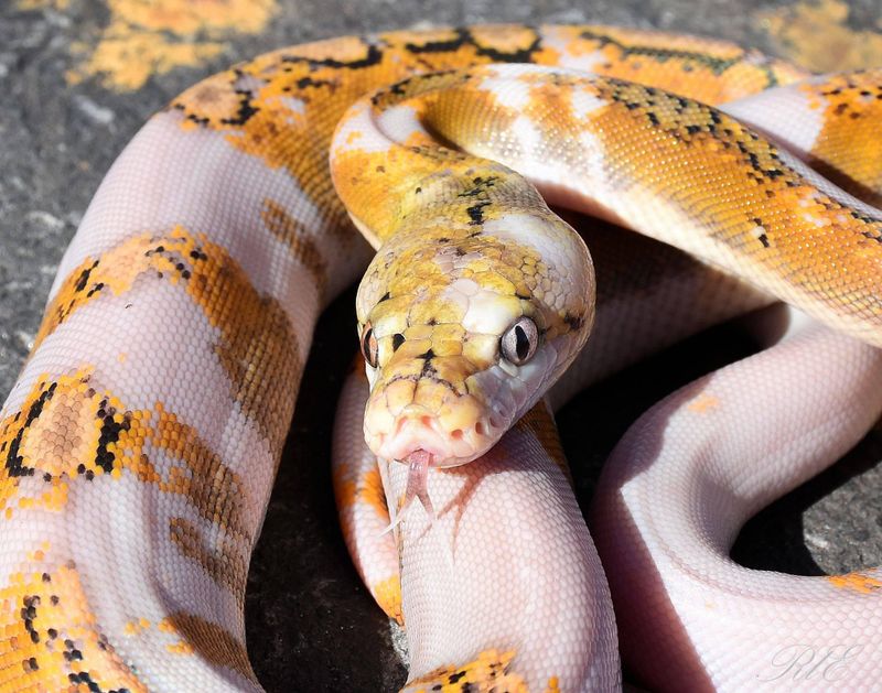 A brightly colored python