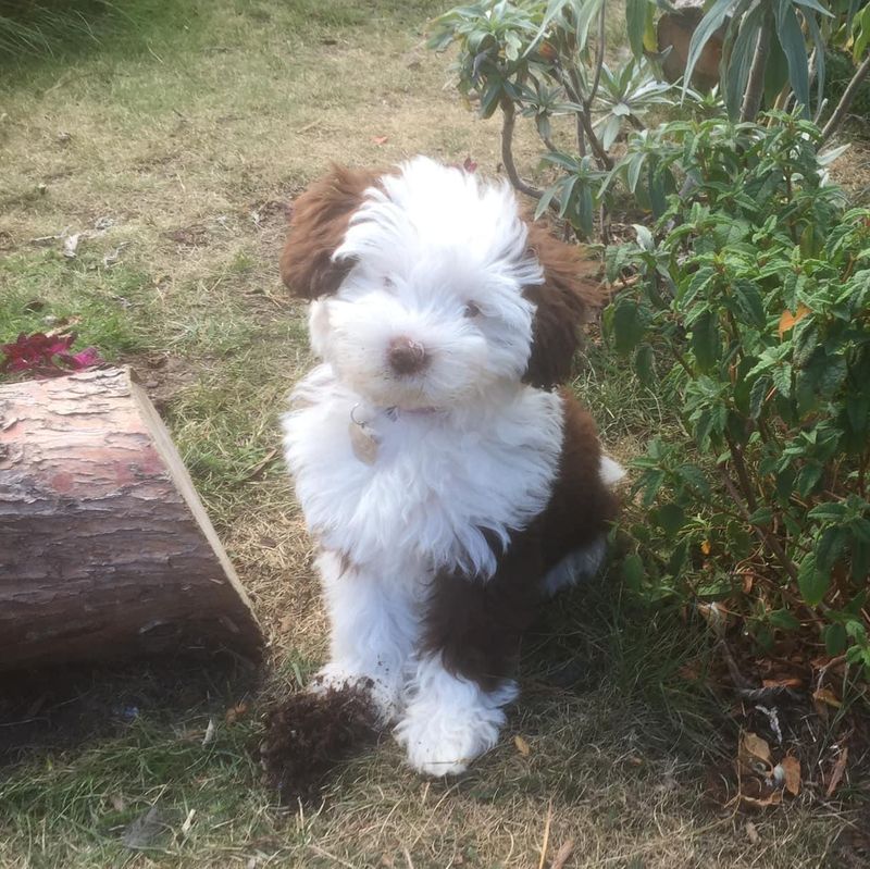 A brown and white sheepadoodle puppy
