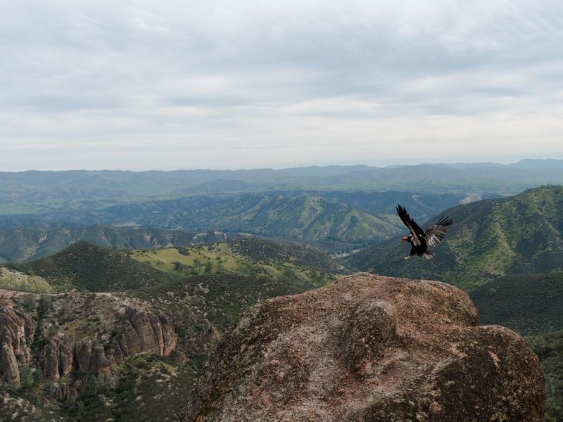 A California Condor lands on the edge of a cliff in Pinnacles National Park