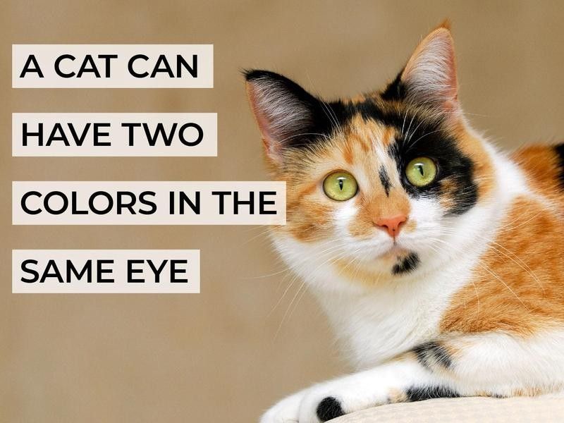 A Cat Can Have Two Colors in the Same Eye