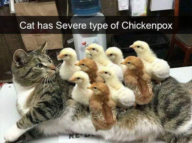 A cat with a pile of chicks on top