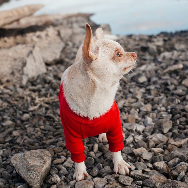 A Chihuahua dog by the river.