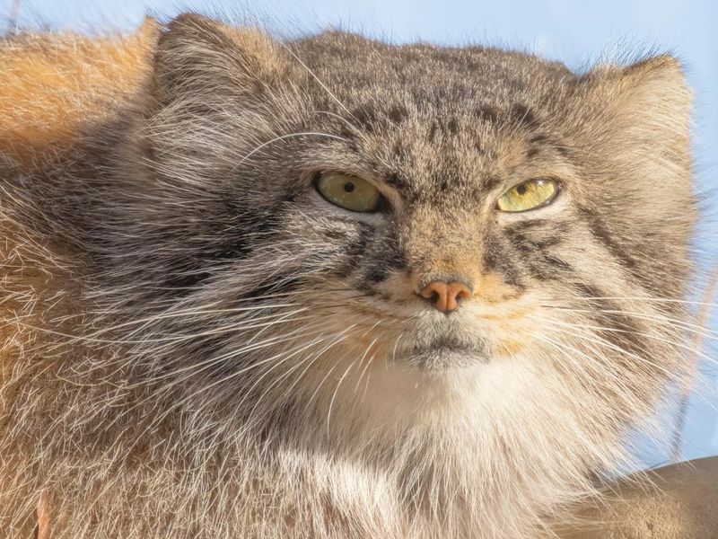 A close up of a Pallas's Cat face