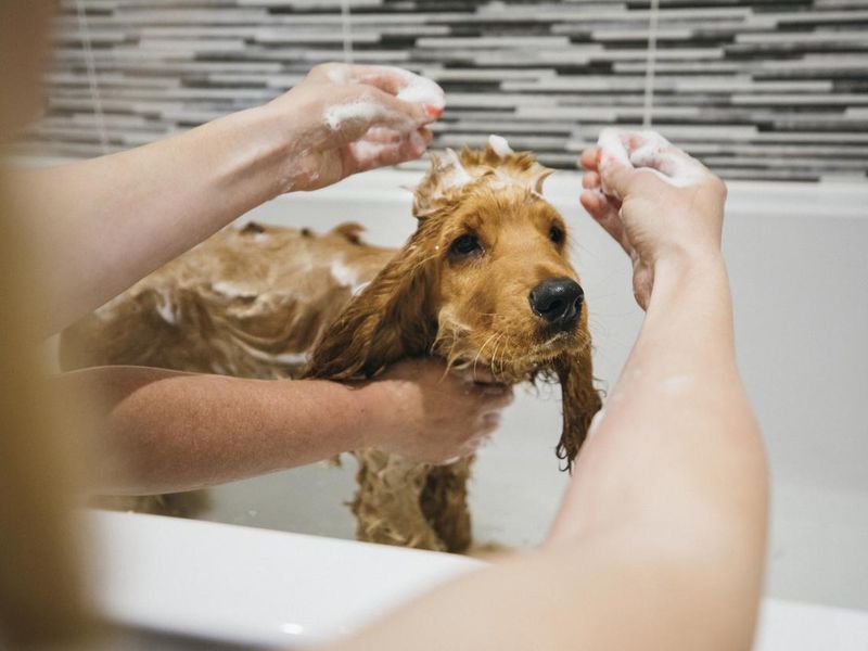 A close-up shot of a cute cocker spaniel puppy getting washed in the bathtub