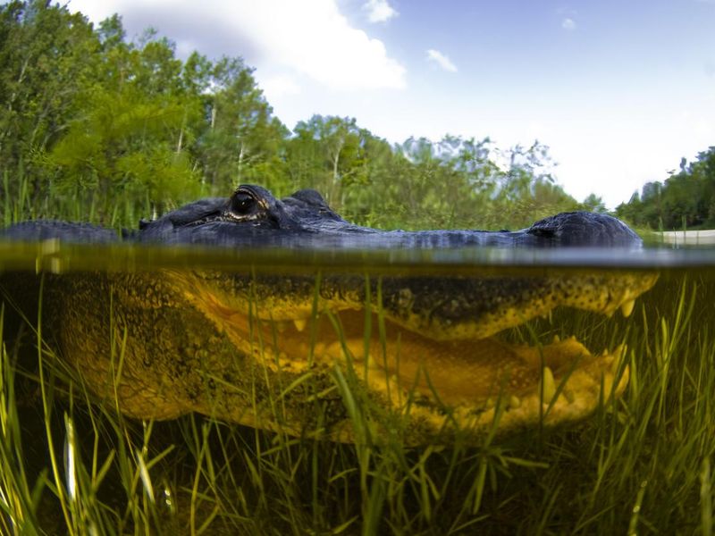 A closeup of an alligator underwater