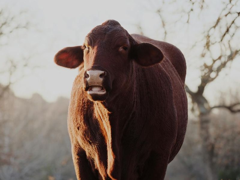 a closeup shot of Santa Gertrudis cow in a field