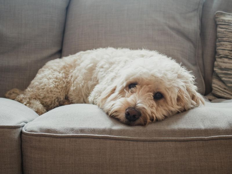 A cockapoo dog lies down on the sofa