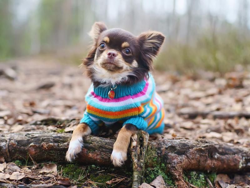 A cute chihuahua wearing a sweater