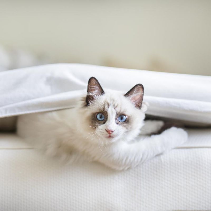 A cute Ragdoll kitten in the bed