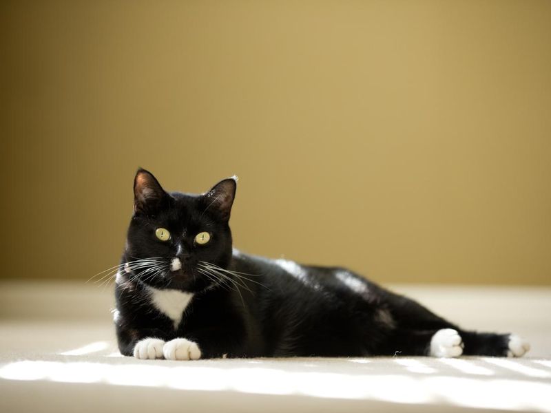 A cute tuxedo cat laying in a patch of sunlight