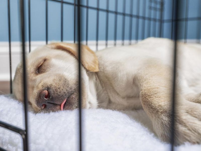 A cute young Yellow Labrador puppy with tongue out sleeping in a wire dog crate