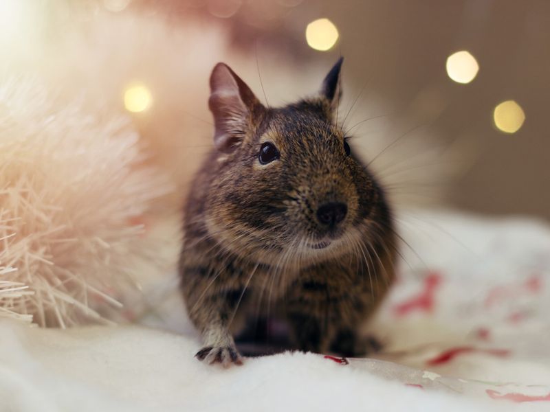 A degu rodent on a festive background