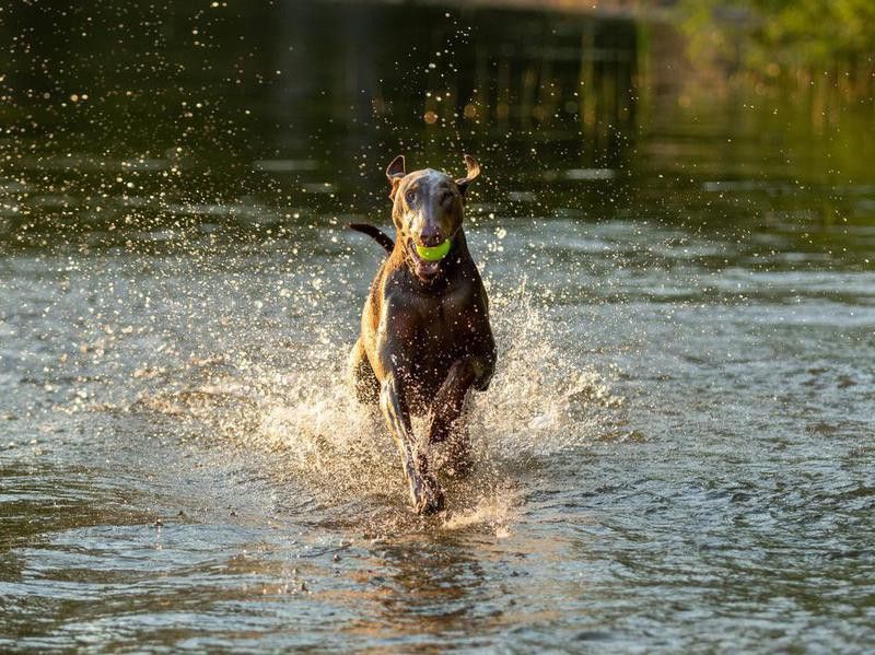 A doberman dog splashing in shallow water
