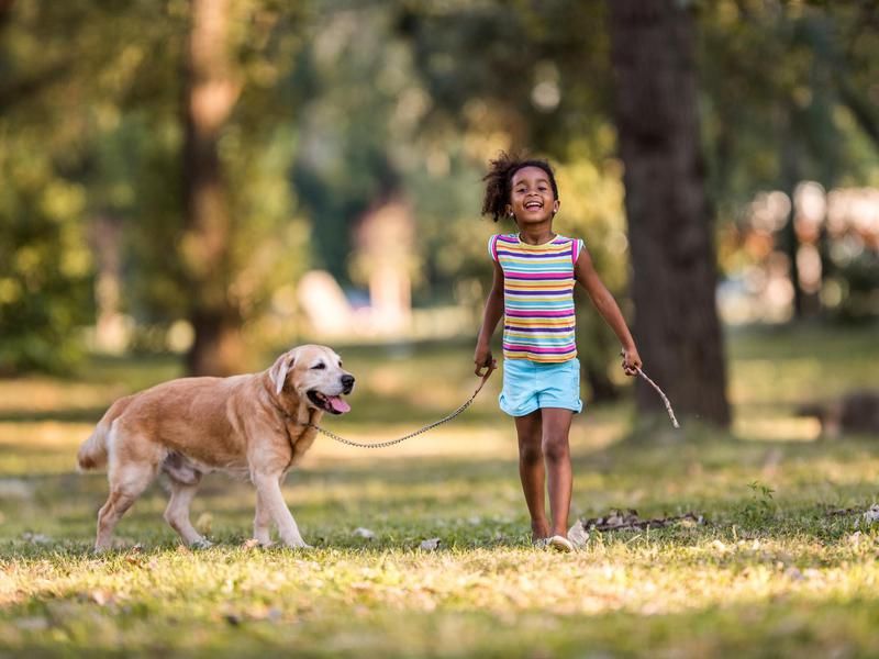 A dog on a walk with a little girl