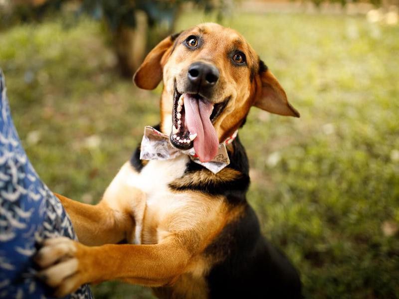 A Dog’s Mouth Is Cleaner Than a Human Mouth — Debunked