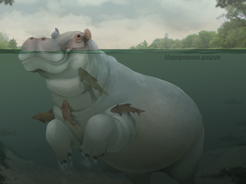 A European hippo
