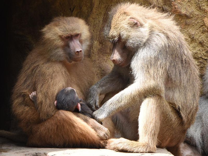 A family of primates at Zoologico de Cali