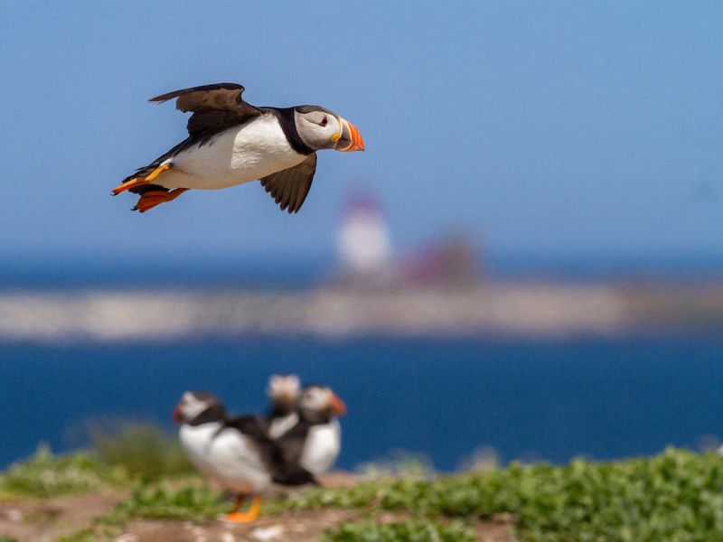 A flying puffin