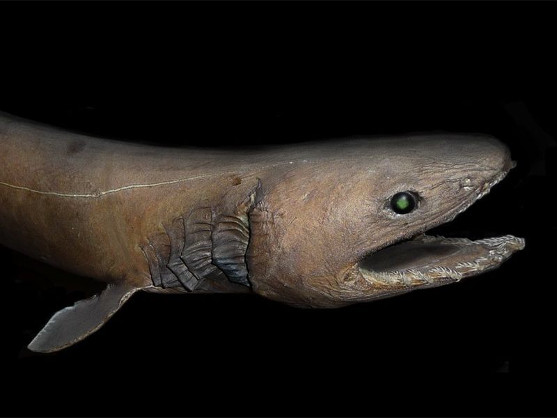 A frilled shark, a living fossil