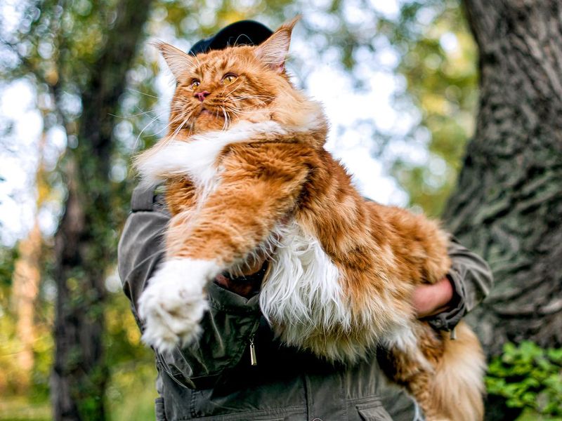 A girl holding in arms a gigantic maine coon cat in forest.