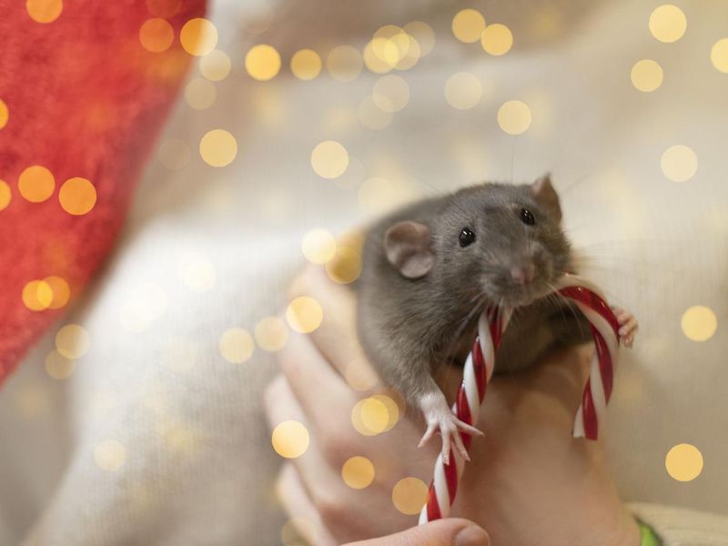 A gray rat holding a candy cane in his paws
