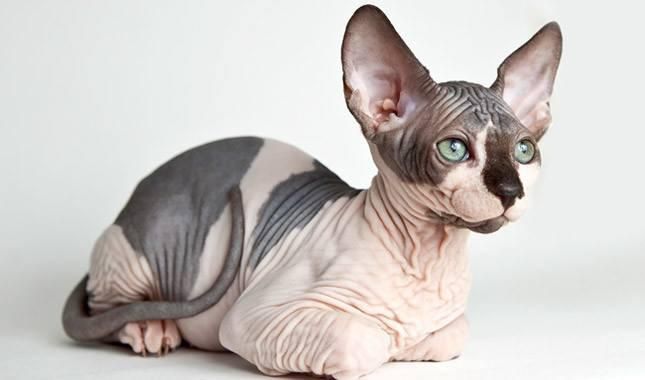 A grey and white Sphynx